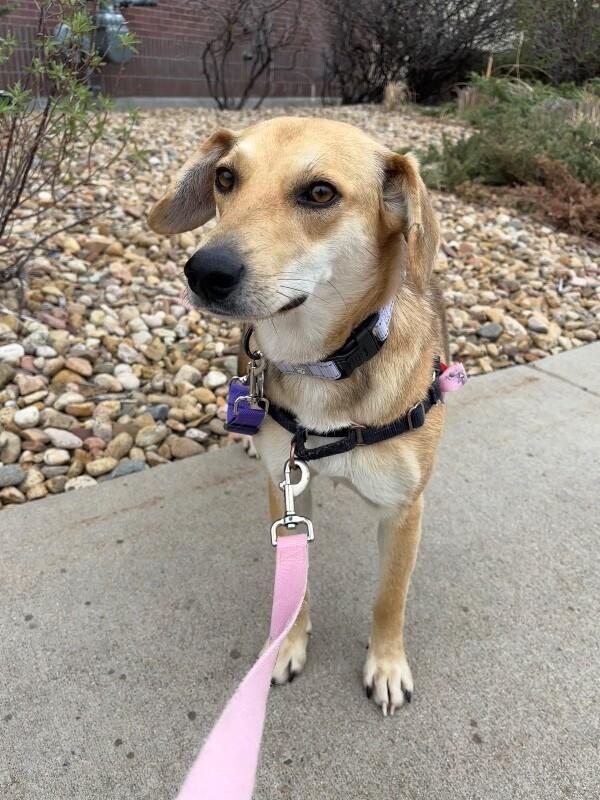 Enlarge Shanni, a Adoptable mixed breed in Westminster, CO image 5/6