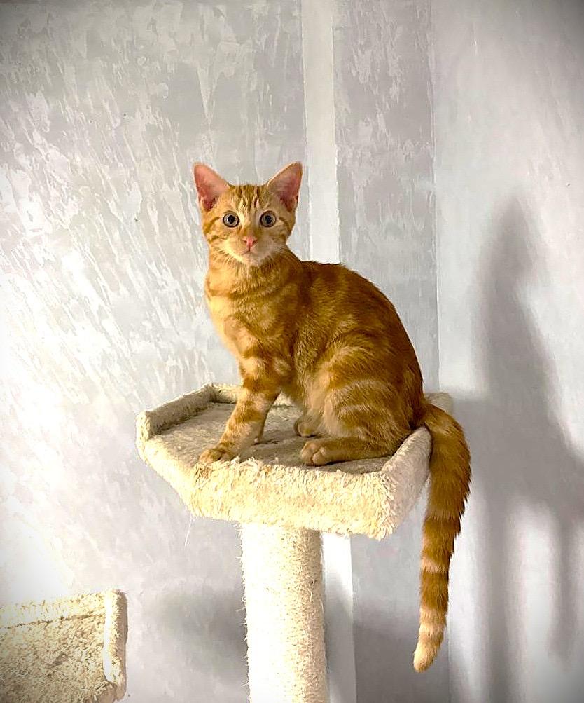 Coral, an adoptable American Shorthair in Brooklyn, NY image 2/5