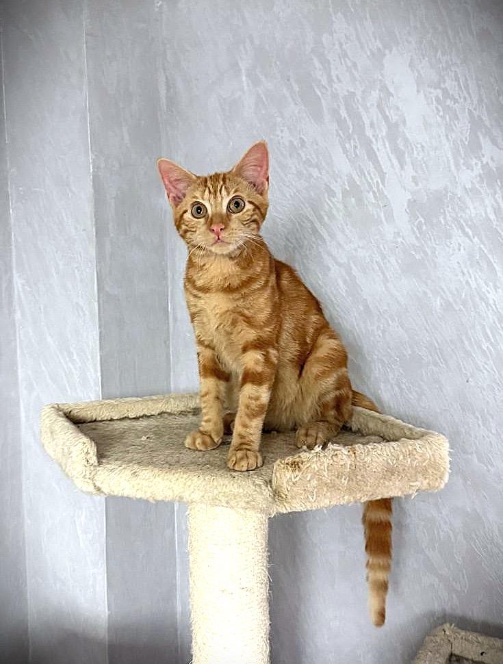 Coral, an adoptable American Shorthair in Brooklyn, NY image 3/5