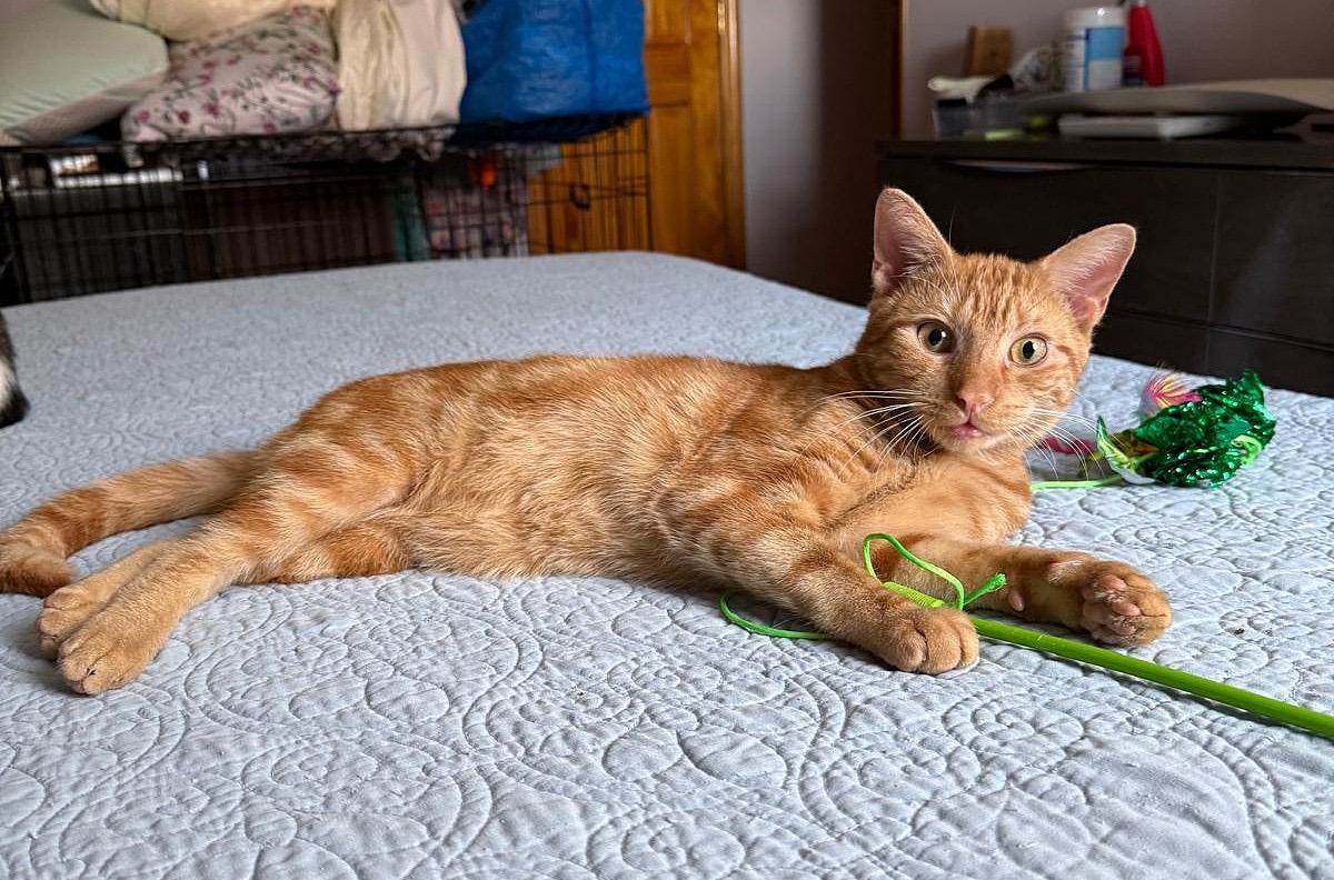 Coral, an adoptable American Shorthair in Brooklyn, NY image 5/5