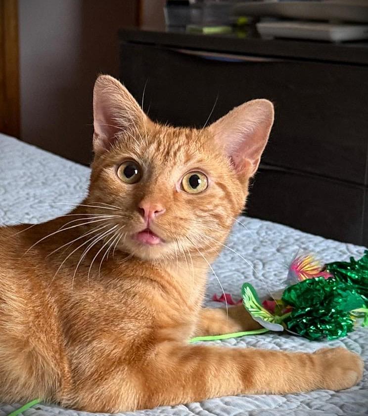 Coral, adoptable, Young Male American Shorthair.
