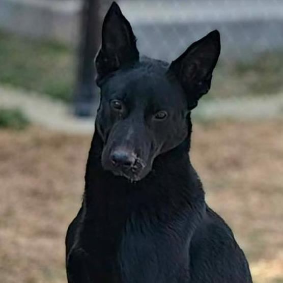 SHEP Available NOW - ADOPTION or RESCUE!, a Adoptable mixed breed in Nashville, NC image 1/3