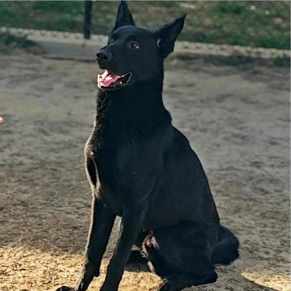 SHEP Available NOW - ADOPTION or RESCUE!, a Adoptable mixed breed in Nashville, NC image 2/3