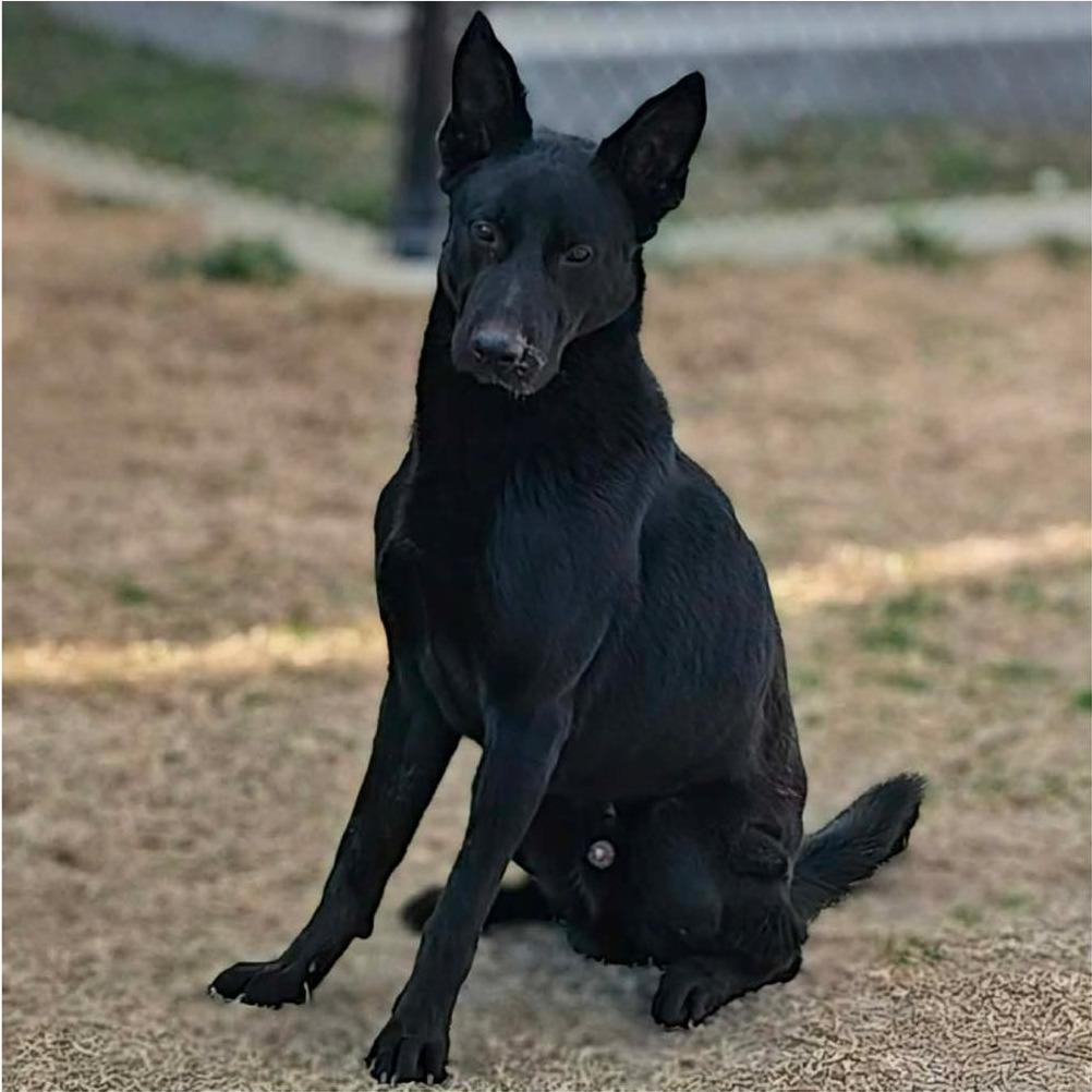 SHEP Available NOW - ADOPTION or RESCUE!, a Adoptable mixed breed in Nashville, NC image 3/3