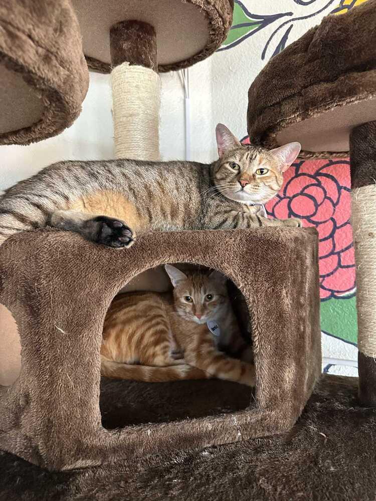 Betty 2, Adoptable, Adult Female Domestic Short Hair.
