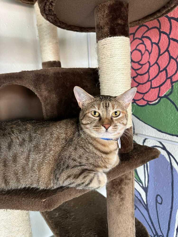Enlarge Betty 2, a Adoptable mixed breed in tucson, AZ image 4/5