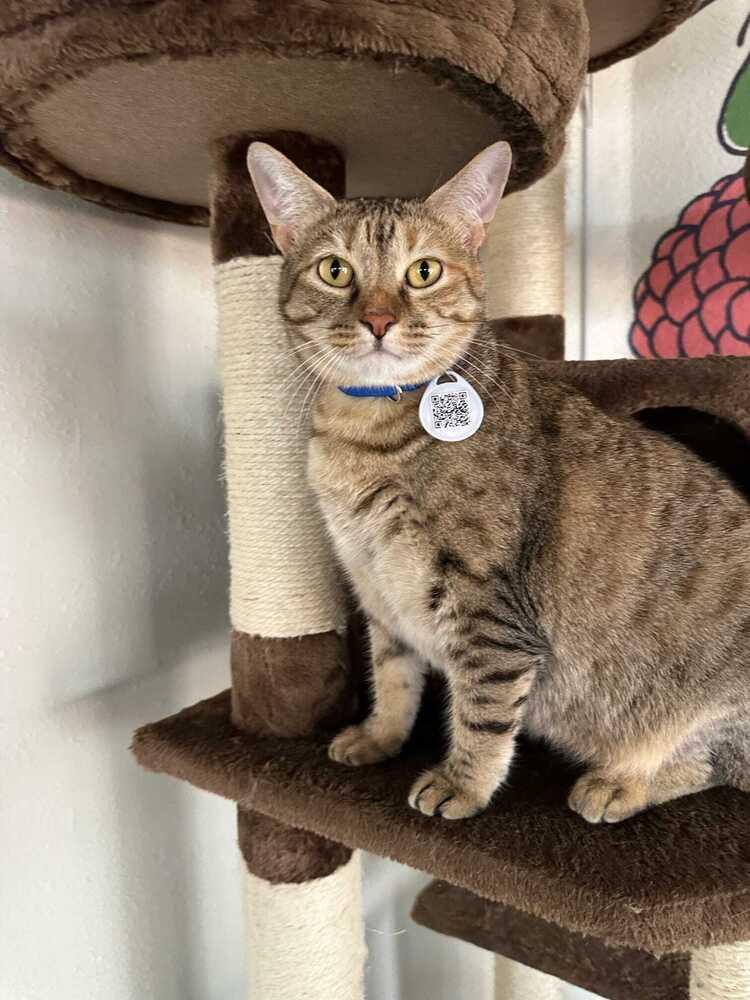 Enlarge Betty 2, a Adoptable mixed breed in tucson, AZ image 5/5