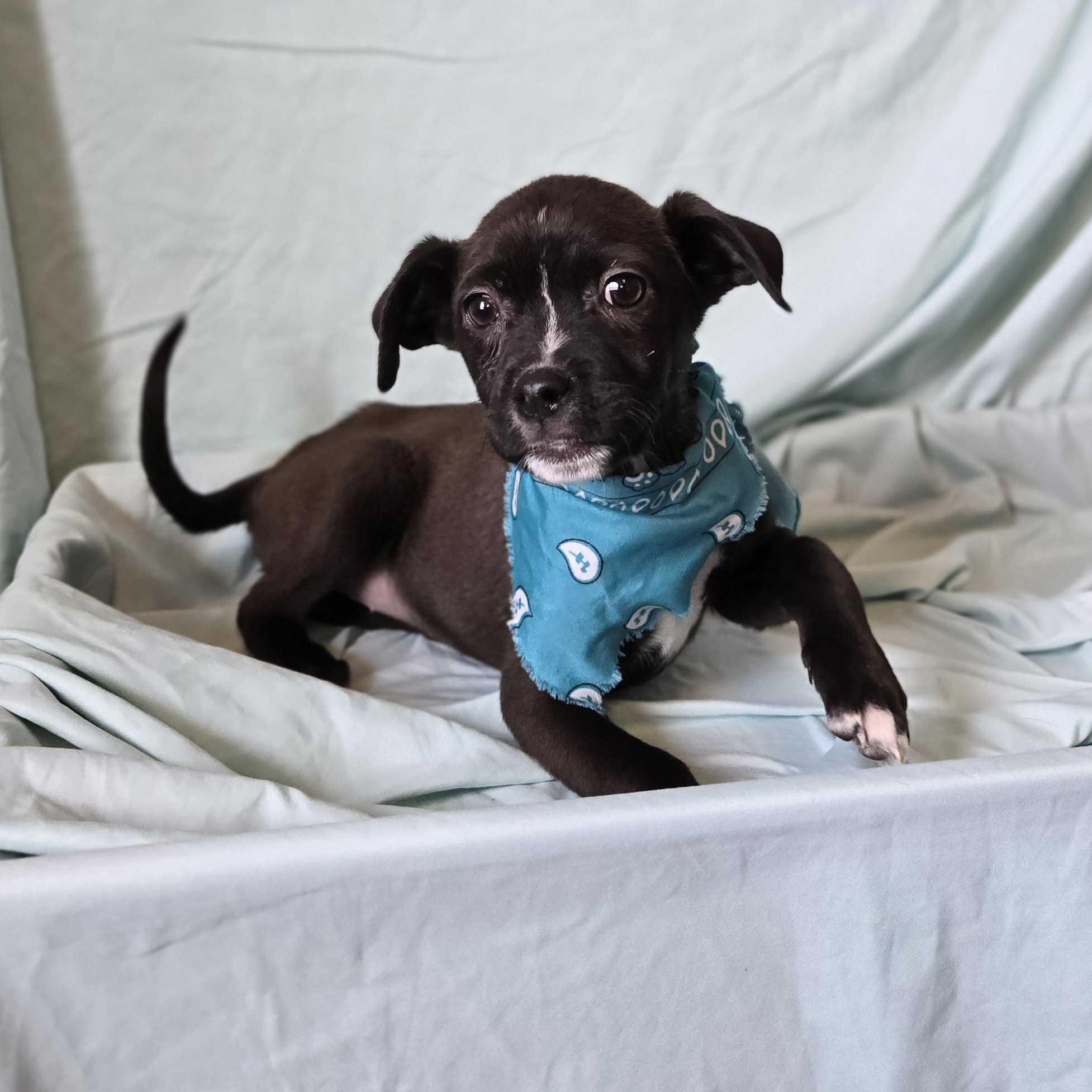 Bonnie, an adoptable Mixed Breed in Canal Winchester, OH image 1/2