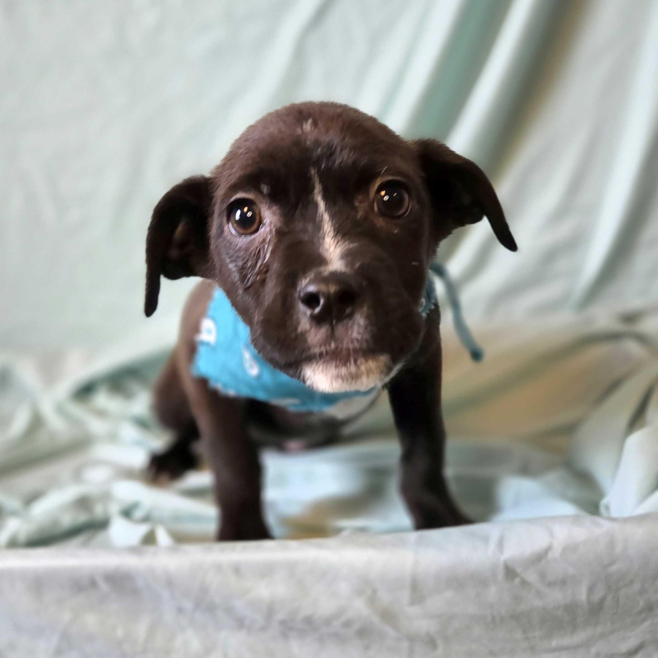 Bonnie, an adoptable Mixed Breed in Canal Winchester, OH image 2/2