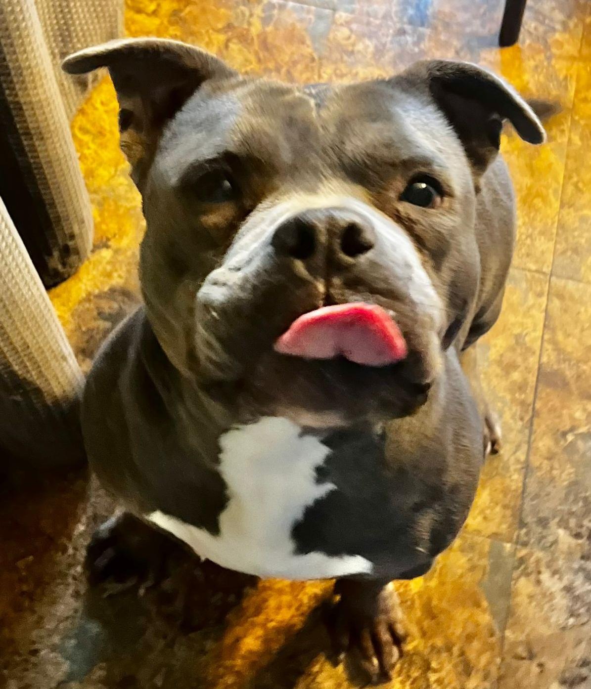 Grace, Adopted, Adult Female American Staffordshire Terrier.