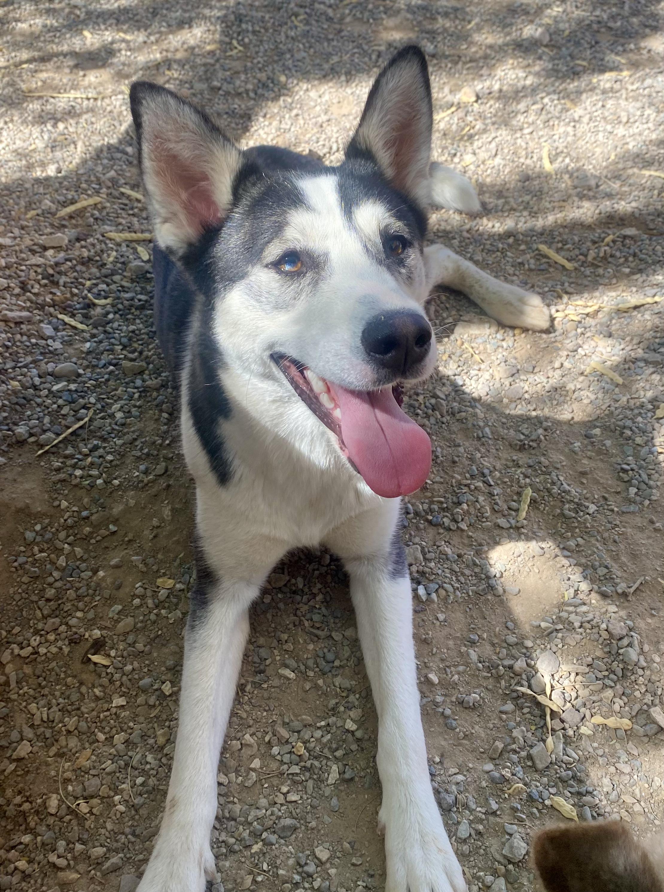 Jo, an adoptable Husky in Parker, AZ, 85344 | Photo Image 1