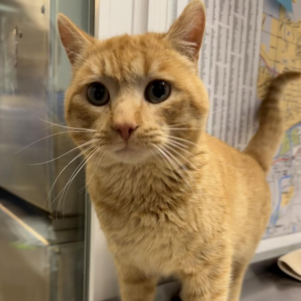 Sunkist, Adoptable, Adult Male Domestic Short Hair.