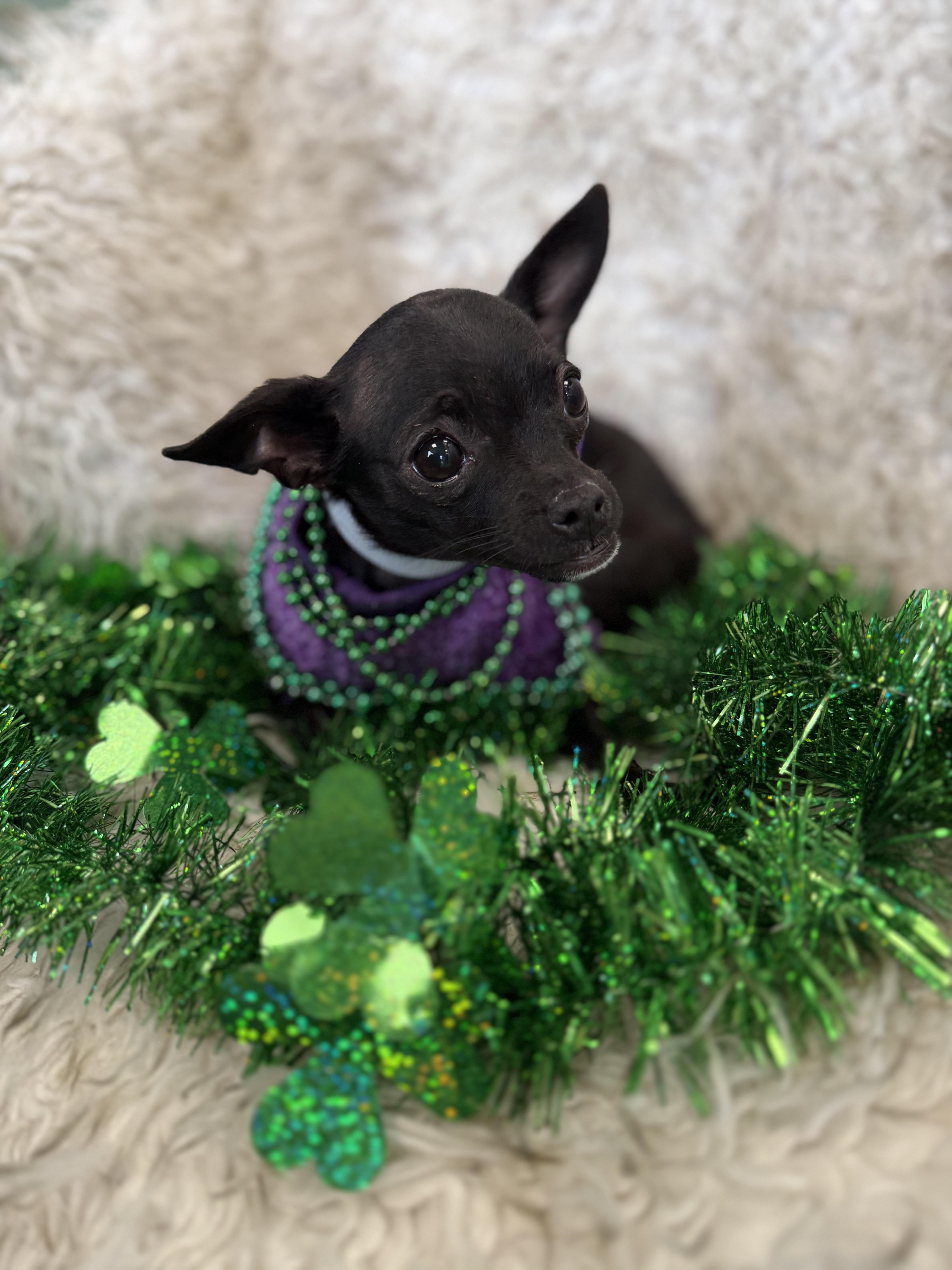 Enlarge Yin, an adopted mixed breed in Eagle, CO image 2/6