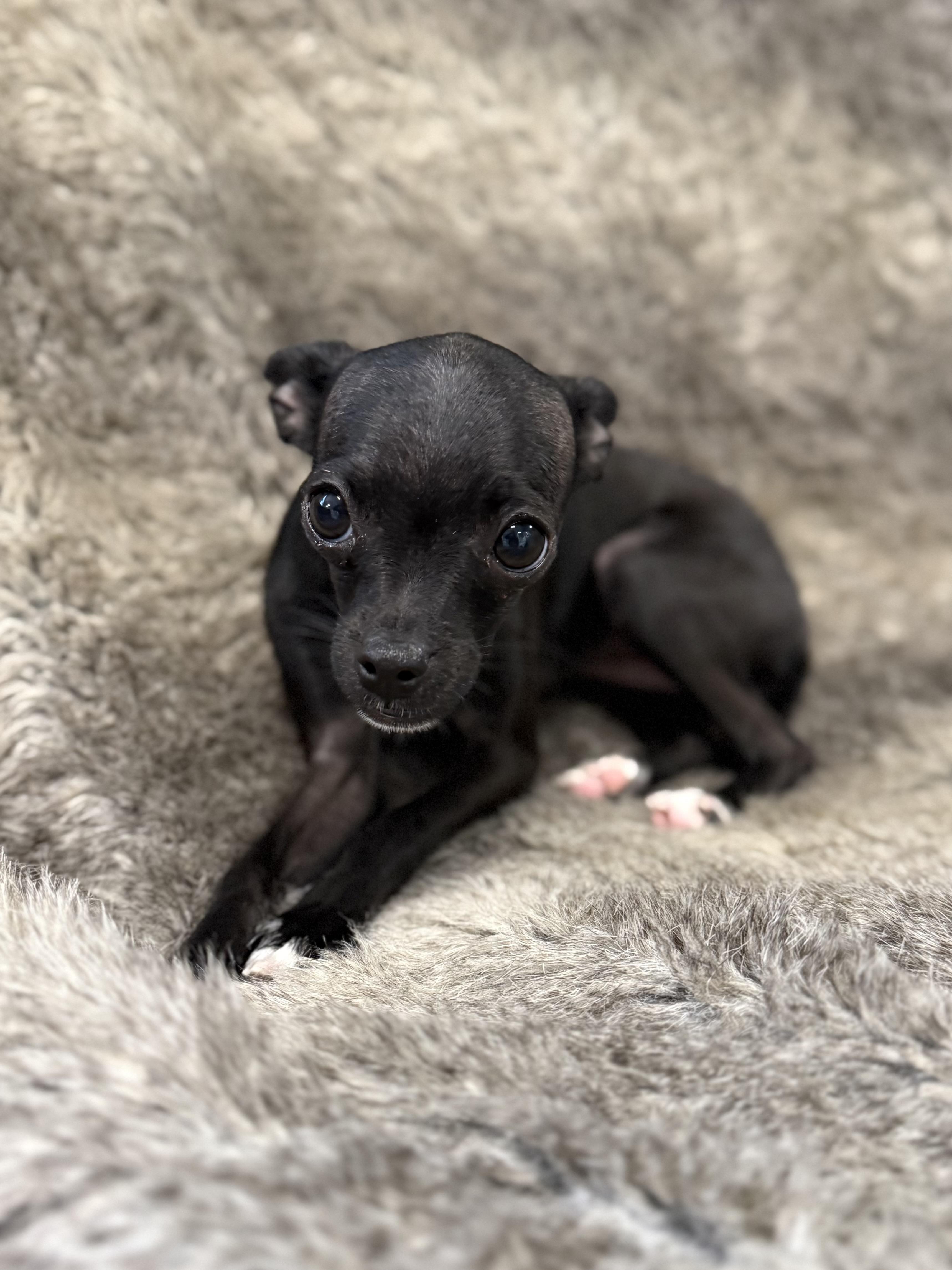 Enlarge Yin, an adopted mixed breed in Eagle, CO image 4/6