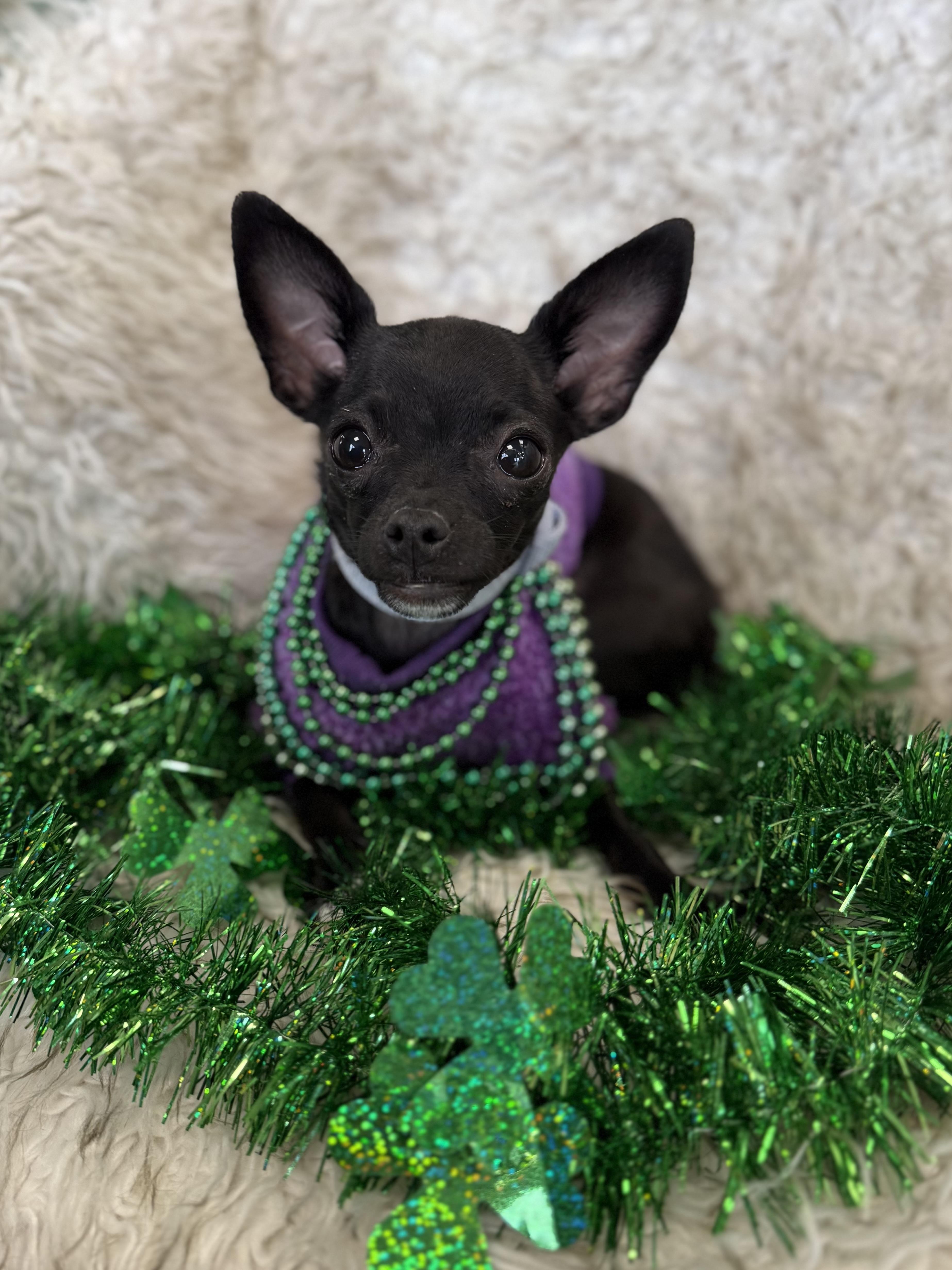 Yin, adopted, Young Female Chihuahua & Mixed Breed.
