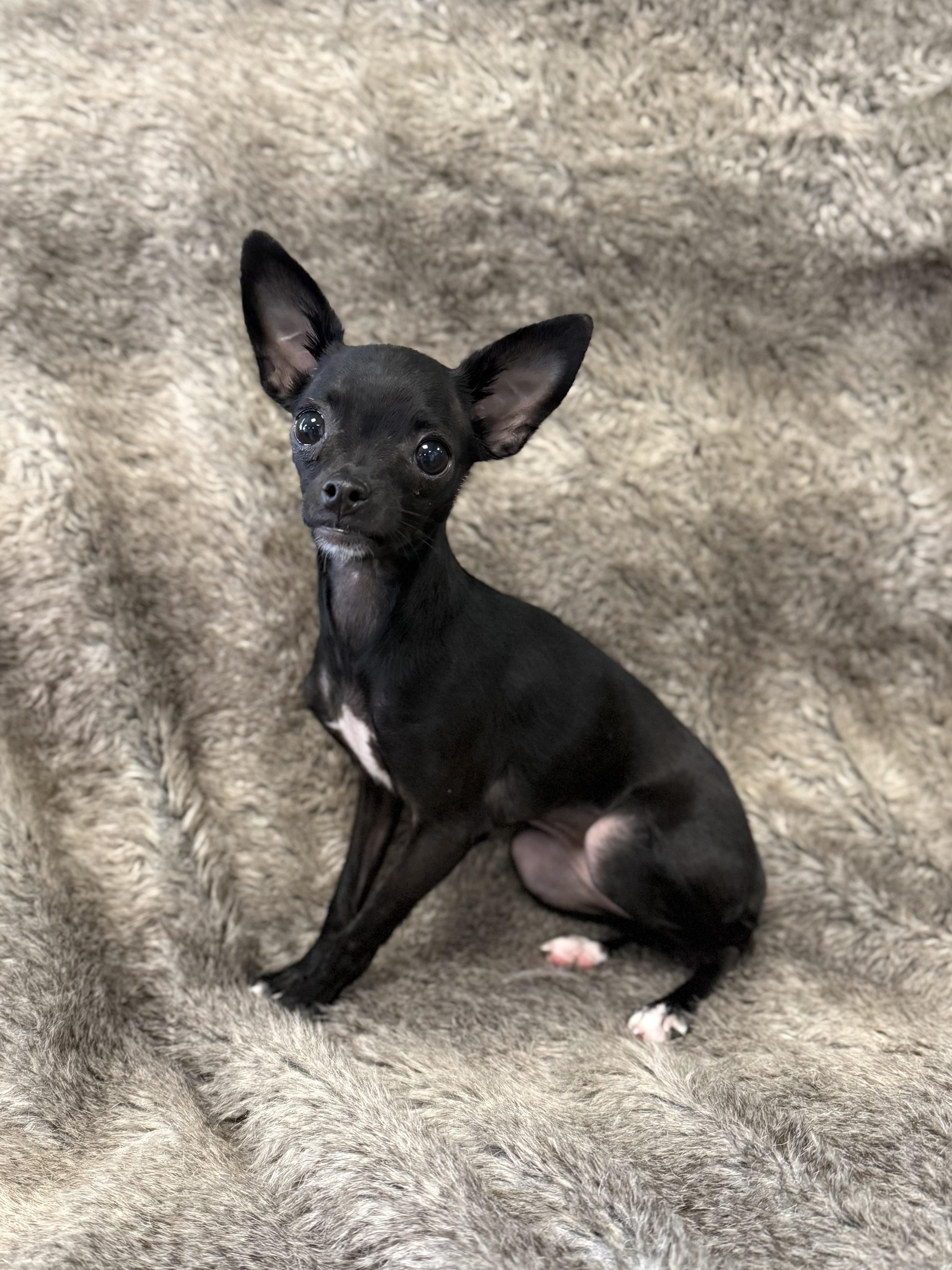 Enlarge Yin, an adopted mixed breed in Eagle, CO image 5/6