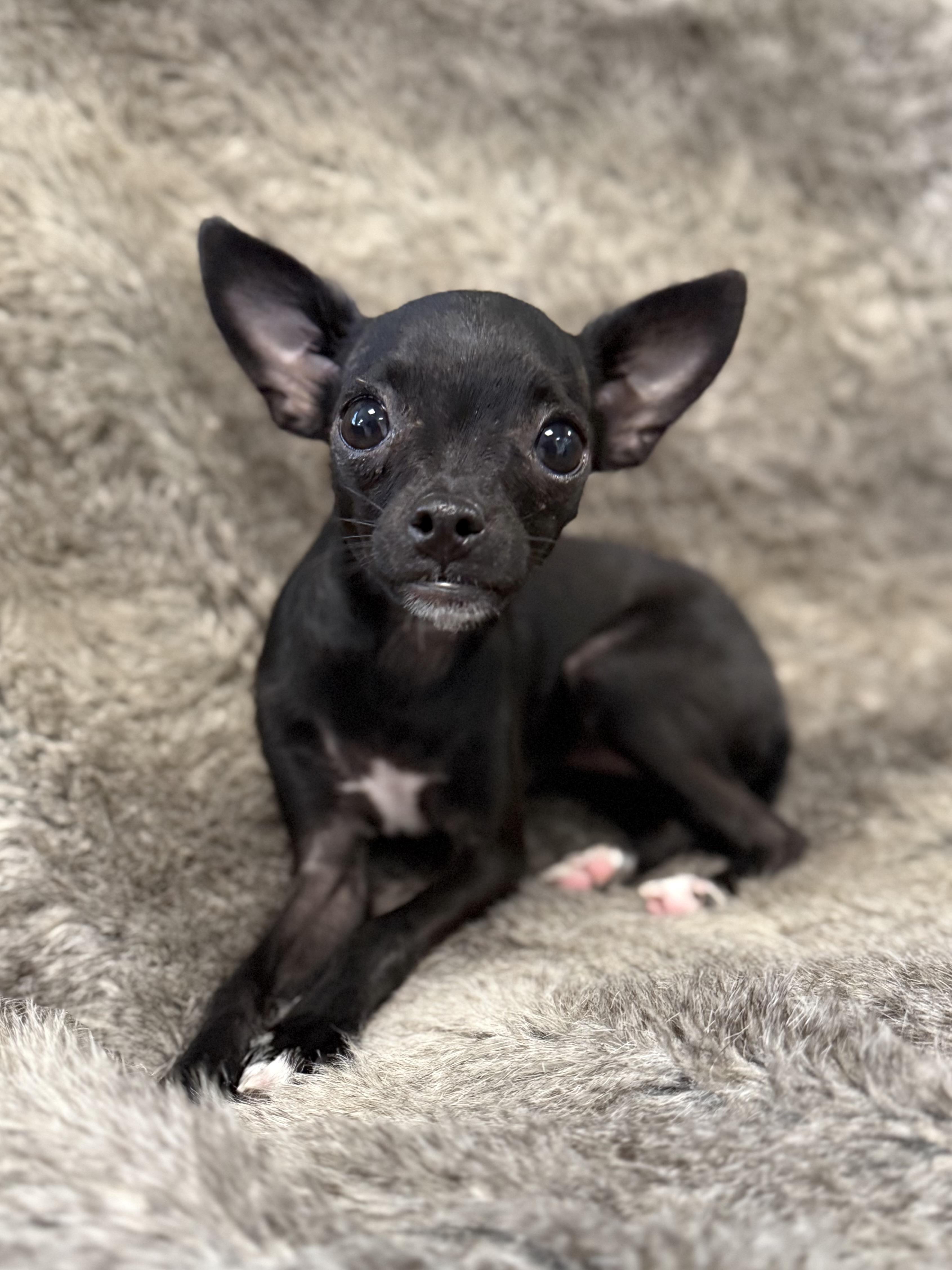 Enlarge Yin, an adopted mixed breed in Eagle, CO image 3/6