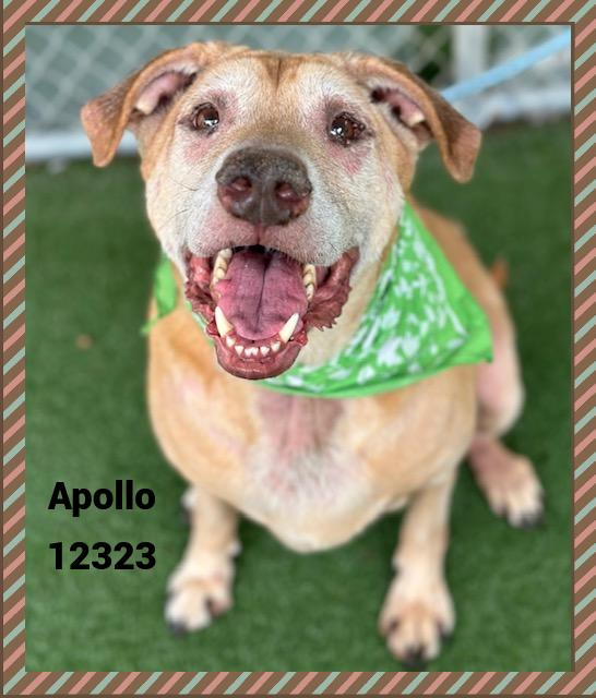 APOLLO