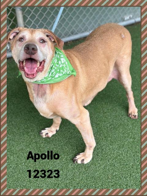 APOLLO