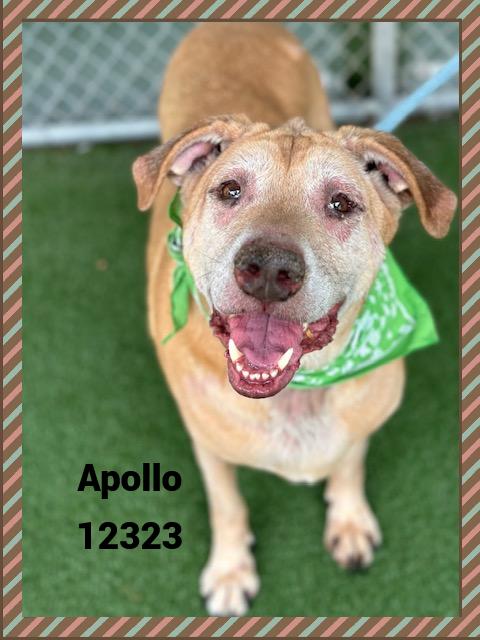 APOLLO