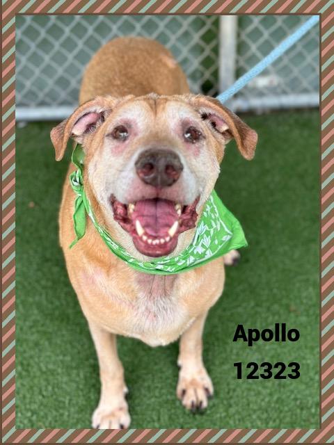 APOLLO