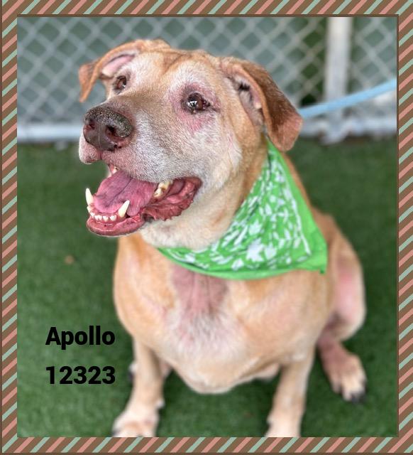 APOLLO