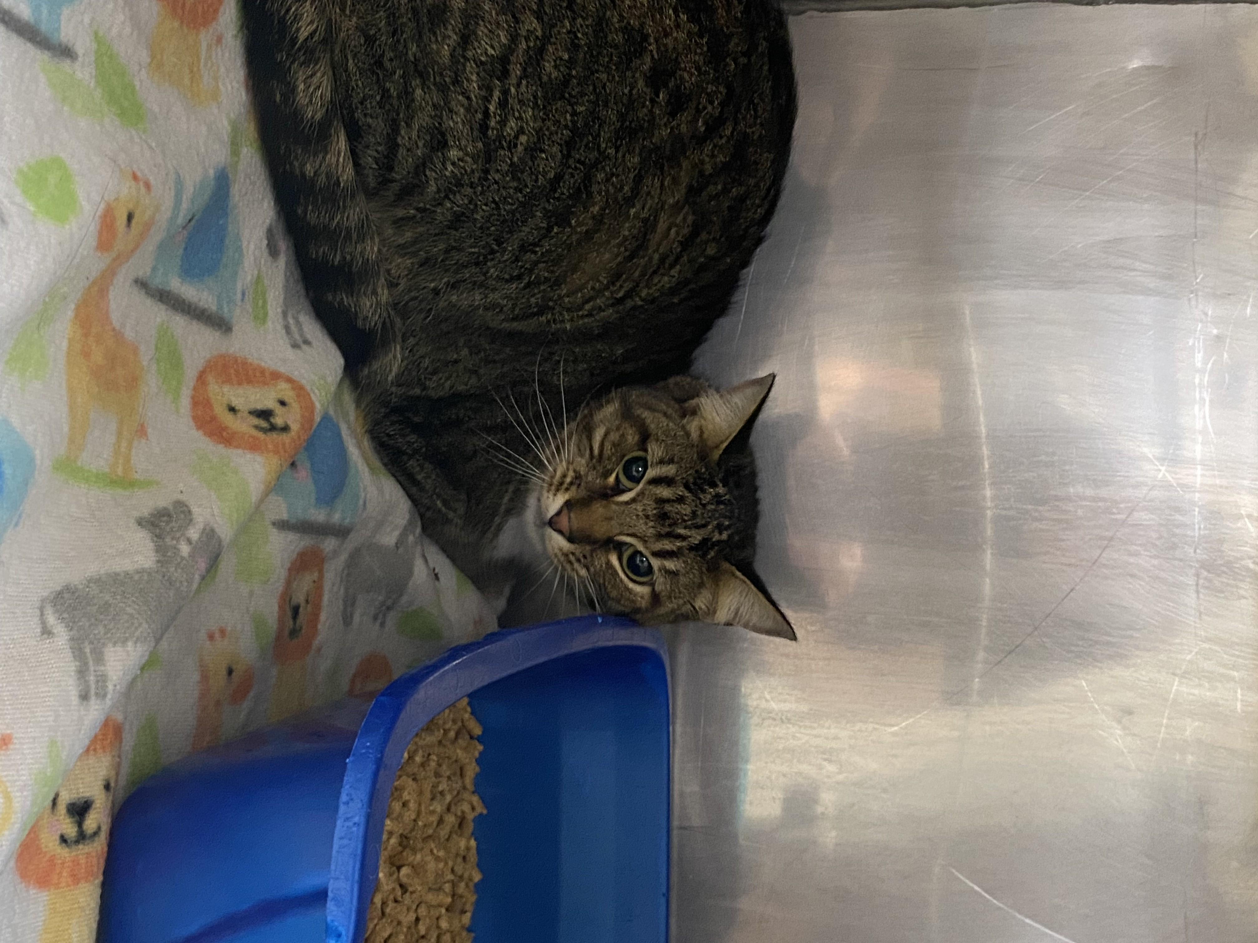 MALIBU, Adoptable, Young Female Domestic Short Hair.