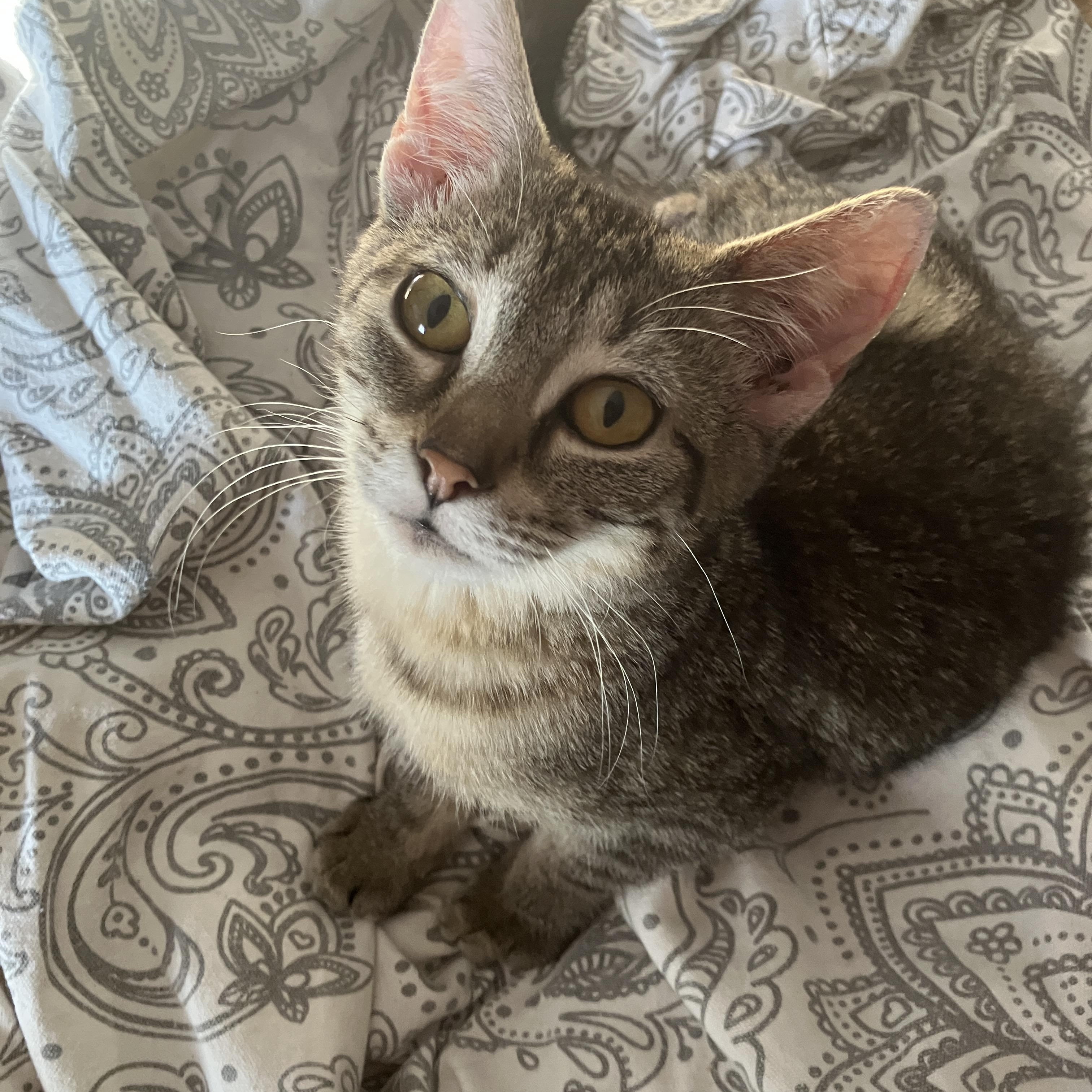 Enlarge Frankie, a Adoptable Domestic Short Hair in Detroit, MI image 2/3