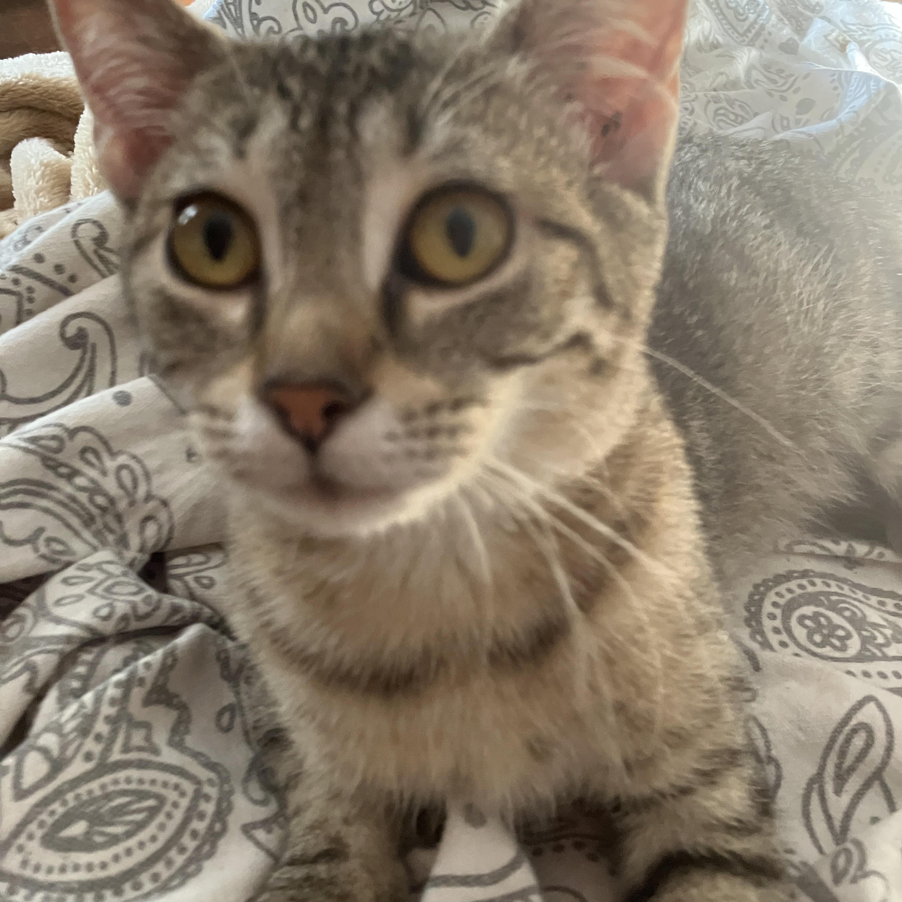 Enlarge Frankie, a Adoptable Domestic Short Hair in Detroit, MI image 3/3