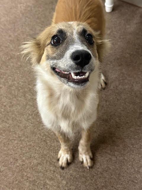 Enlarge Penny, a Adopted mixed breed in Tahlequah, OK image 1/5