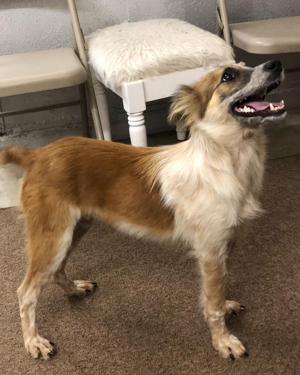 Enlarge Penny, a Adopted mixed breed in Tahlequah, OK image 4/5