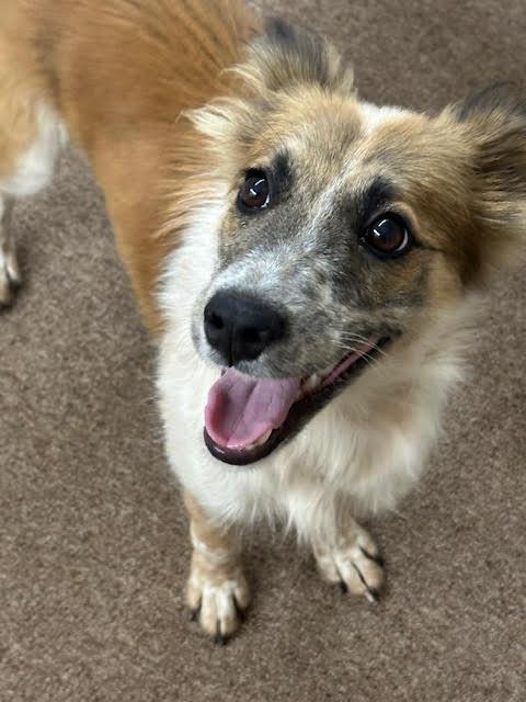 Enlarge Penny, a Adopted mixed breed in Tahlequah, OK image 5/5