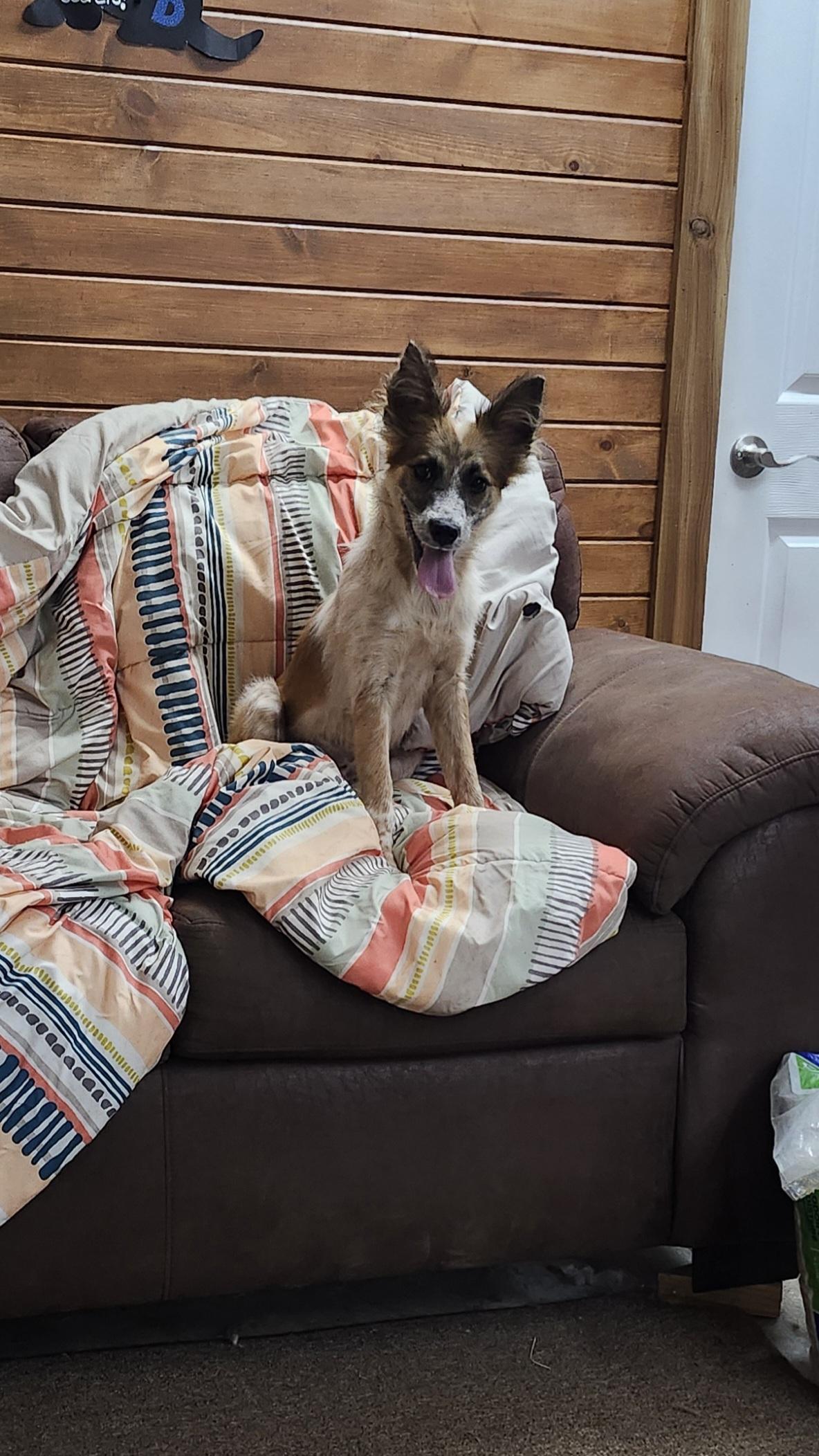 Enlarge Penny, a Adopted mixed breed in Tahlequah, OK image 2/5