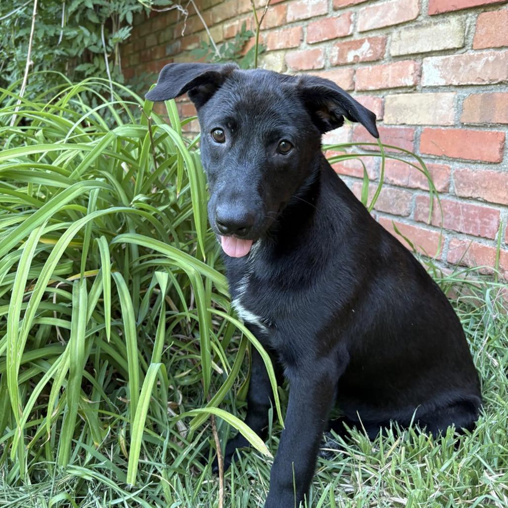 Viva P46588, Adoptable, Young Female Labrador Retriever & Mixed Breed.