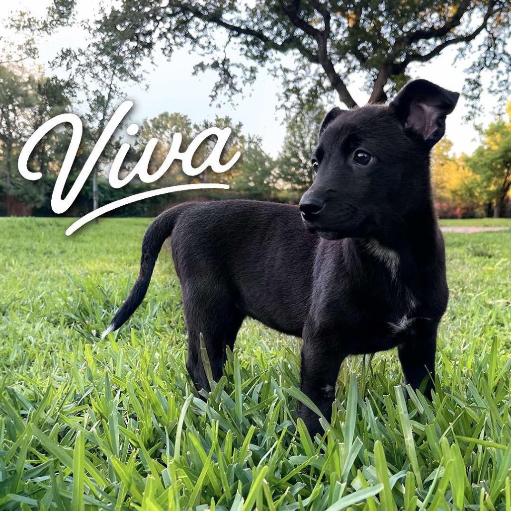 Enlarge Viva P46588, a Adoptable mixed breed in Corsicana, TX image 2/2