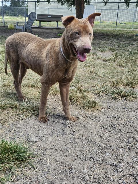 Enlarge CLYDE, a Adoptable mixed breed in Conroe, TX image 1/1