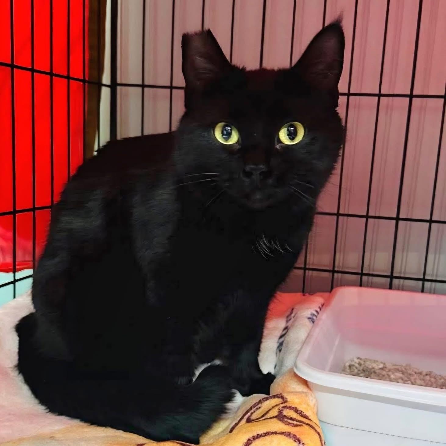 Ava, Adoptable, Adult Female Domestic Short Hair.
