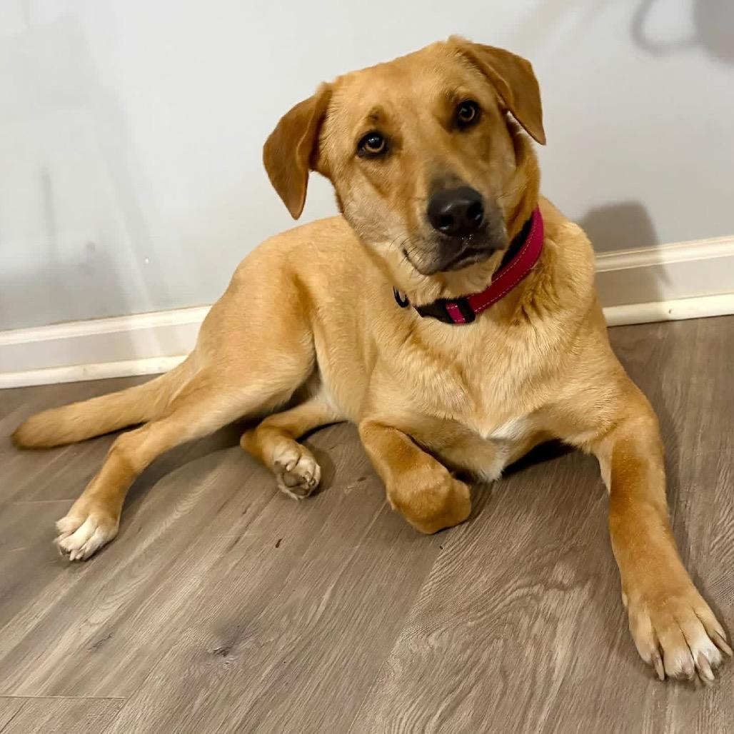 Sandi, Adoptable, Adult Female Labrador Retriever & Mixed Breed.