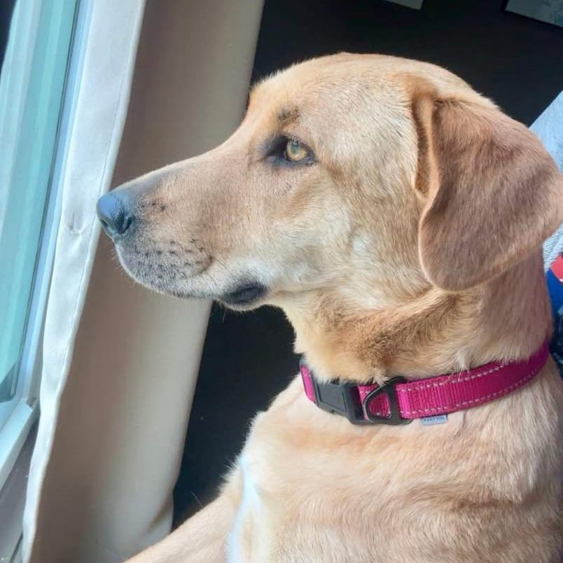 Enlarge Sandi, a Adoptable mixed breed in Medford, NJ image 2/2