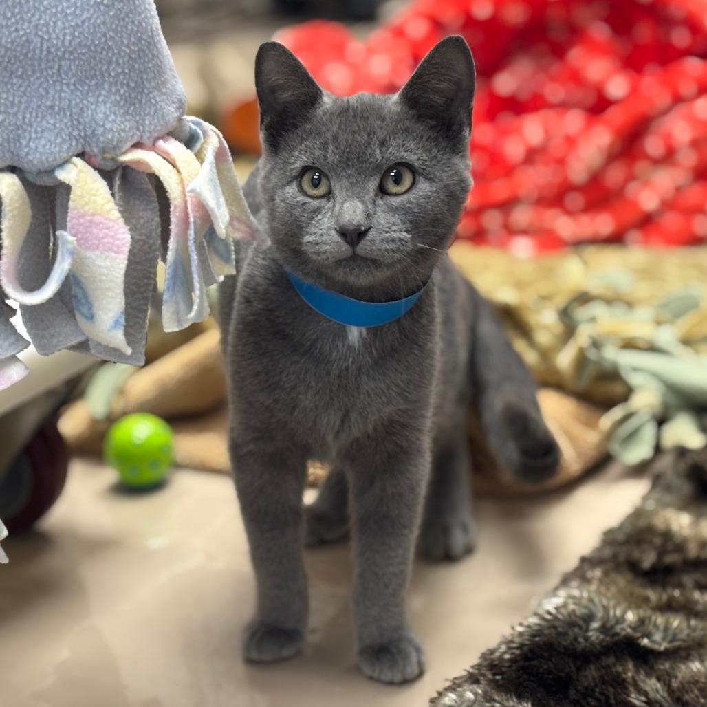 Charming, Adoptable, Kitten Male Domestic Short Hair.