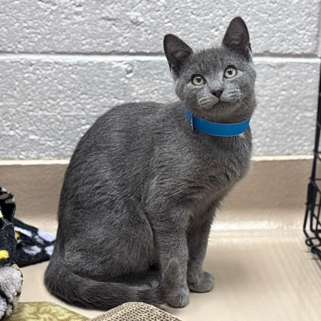 Enlarge Charming, a Adoptable Domestic Short Hair in Mebane, NC image 2/4