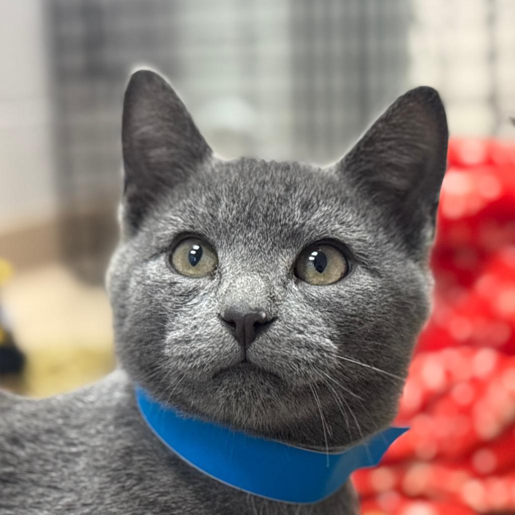 Enlarge Charming, a Adoptable Domestic Short Hair in Mebane, NC image 3/4