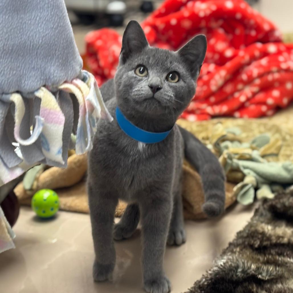 Enlarge Charming, a Adoptable Domestic Short Hair in Mebane, NC image 4/4