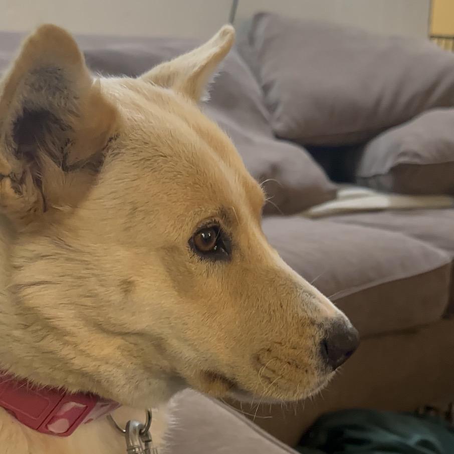 Everest, Adoptable, Young Female Husky & Shepherd.