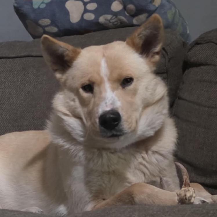 Enlarge Everest, a Adoptable mixed breed in Duluth, MN image 1/6