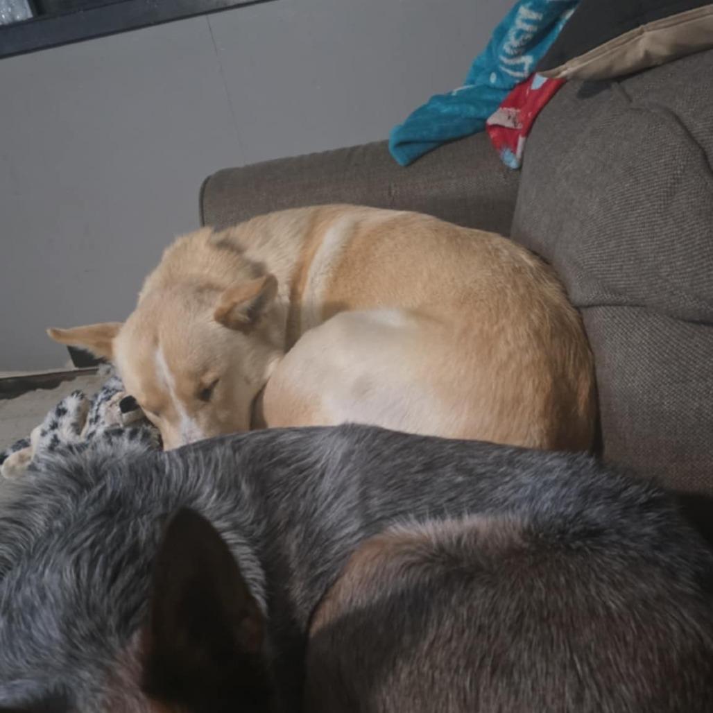 Enlarge Everest, a Adoptable mixed breed in Duluth, MN image 3/6