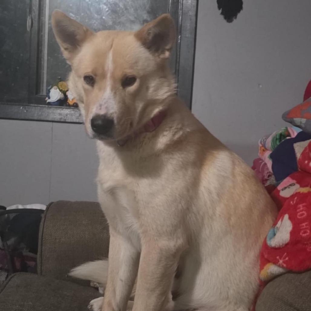 Enlarge Everest, a Adoptable mixed breed in Duluth, MN image 5/6