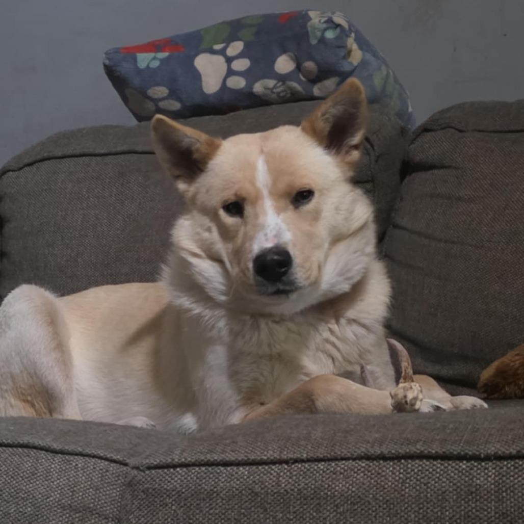 Everest, Adoptable, Young Female Husky & Shepherd.
