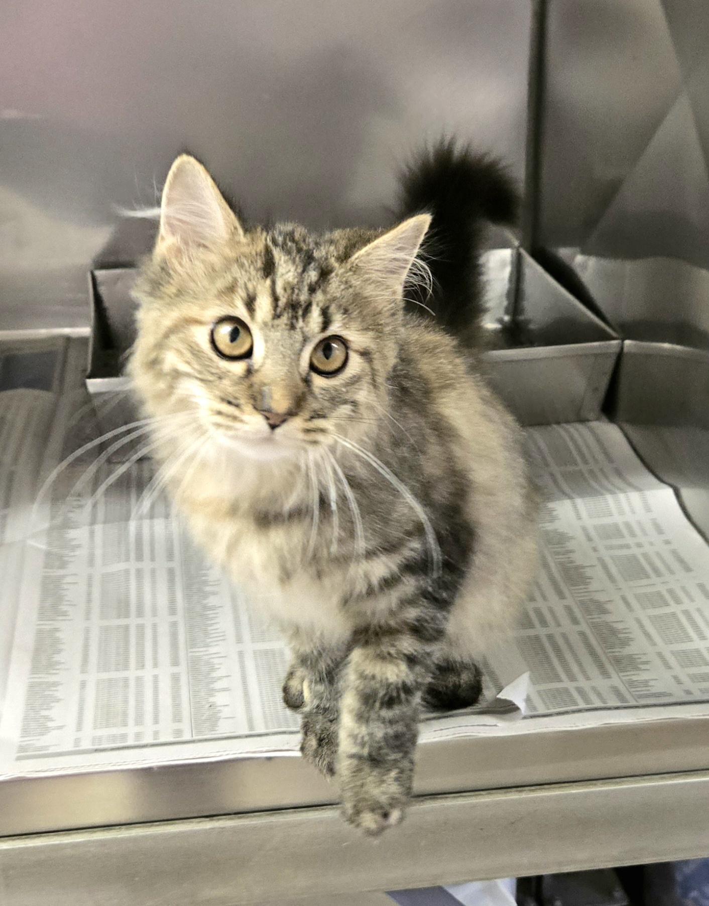 Enlarge Heather, an adopted Domestic Medium Hair in Arlington Heights, IL image 3/6