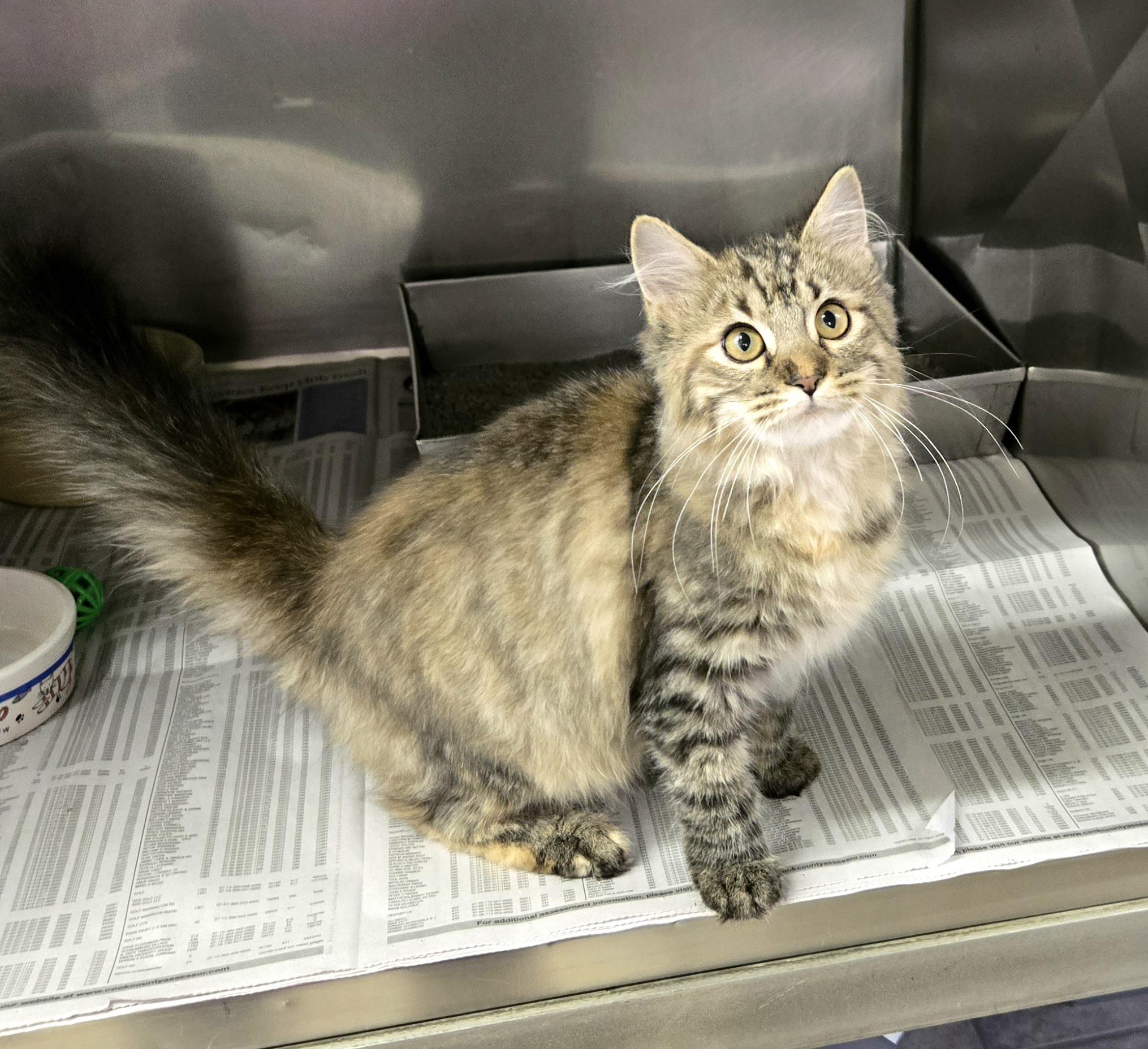Enlarge Heather, an adopted Domestic Medium Hair in Arlington Heights, IL image 2/6